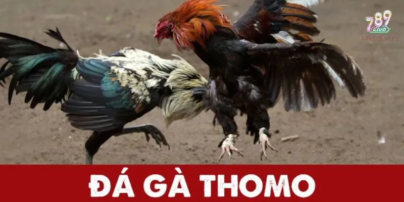 Đá Gà Thomo - Loại Hình Đẳng Cấp Được Ưa Chuộng Trong Năm Nay